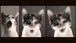猫咪