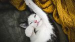猫咪