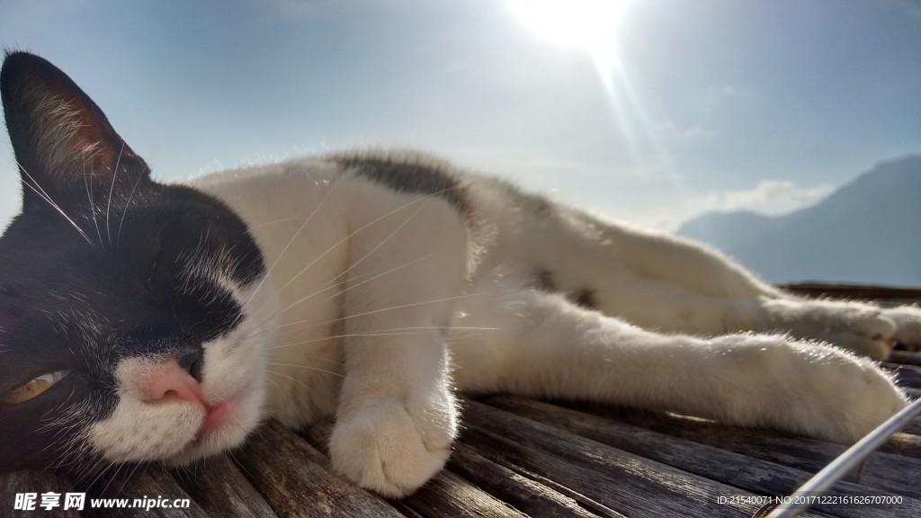 猫咪