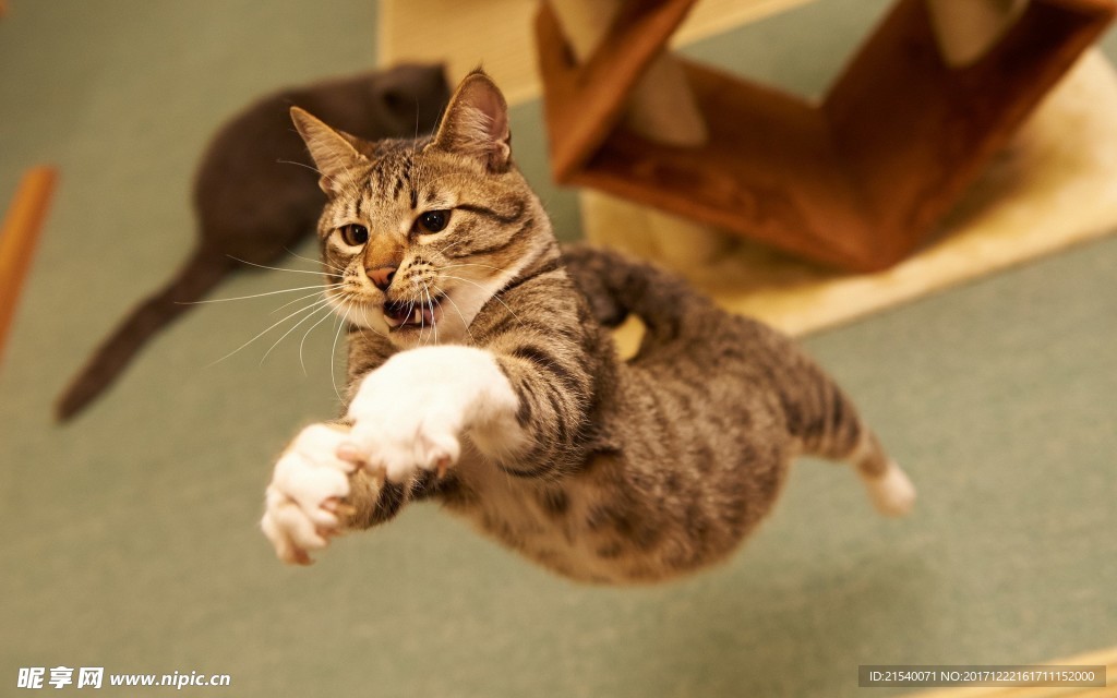 猫咪
