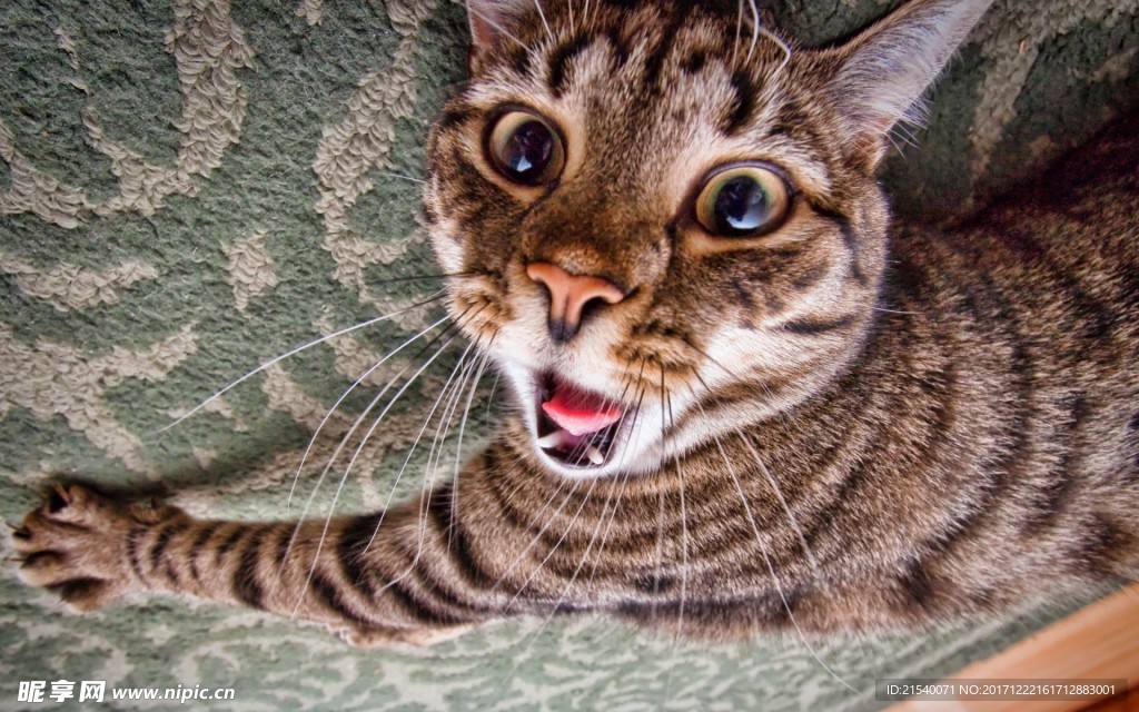 猫咪