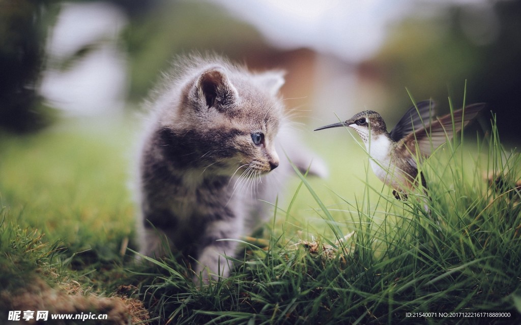 猫咪