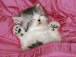 猫咪