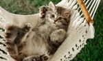 猫咪