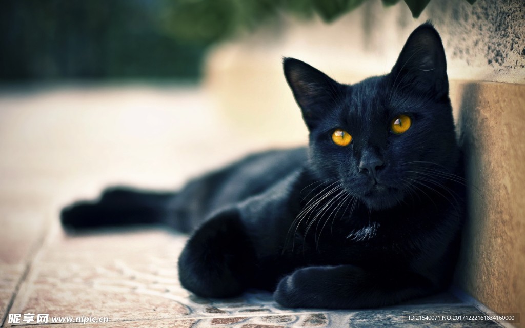猫咪