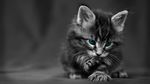 猫咪