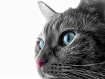 猫咪