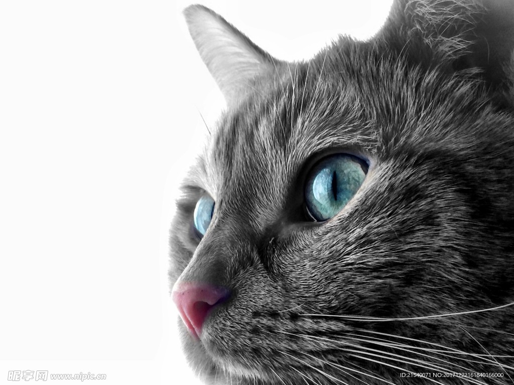 猫咪