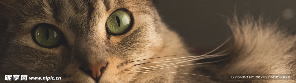 猫咪