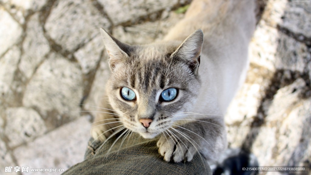 猫咪