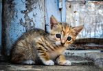 猫咪