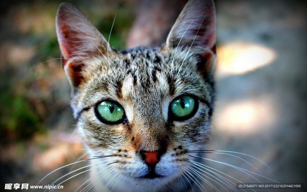 猫咪