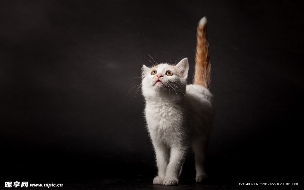 猫咪
