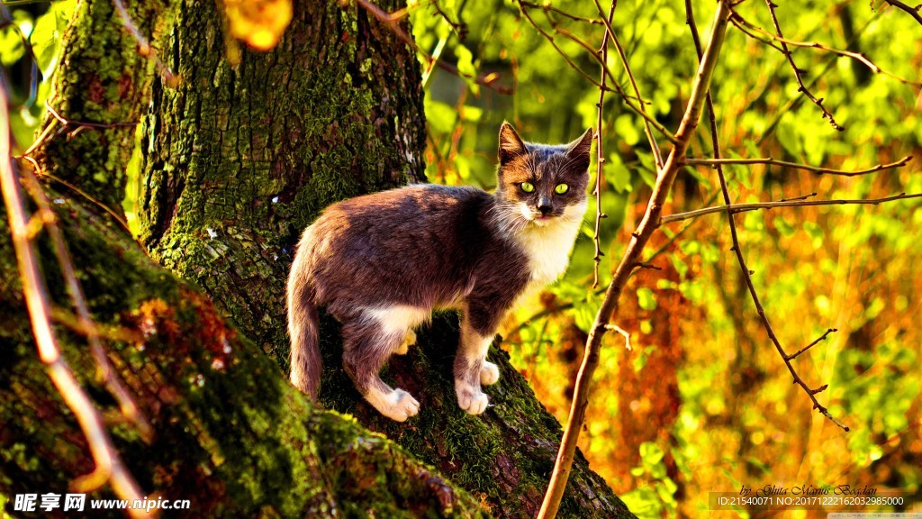 猫咪