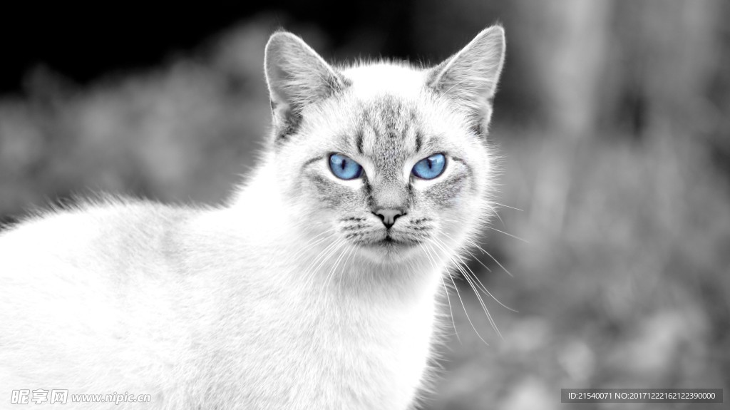 猫咪