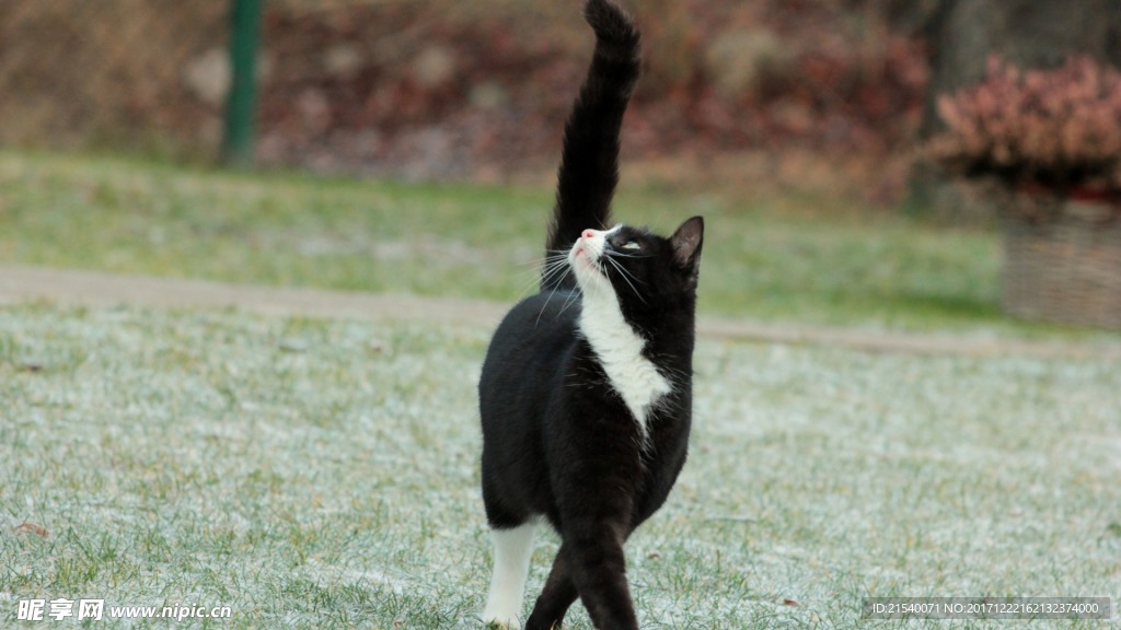 猫咪