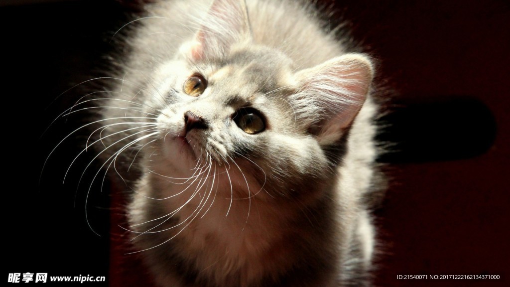 猫咪