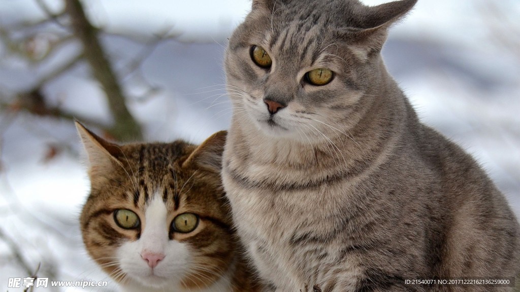 猫咪