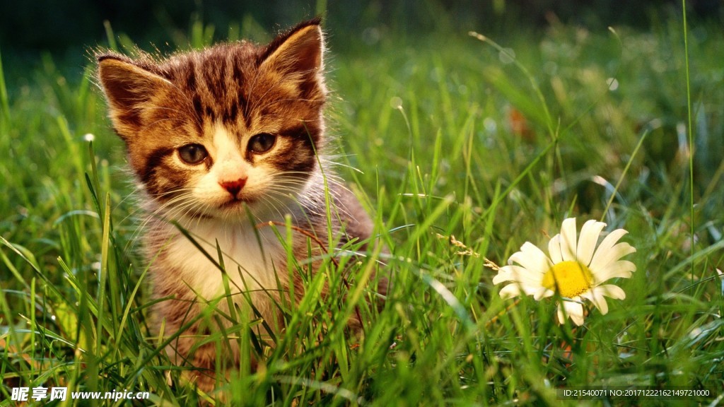 猫咪