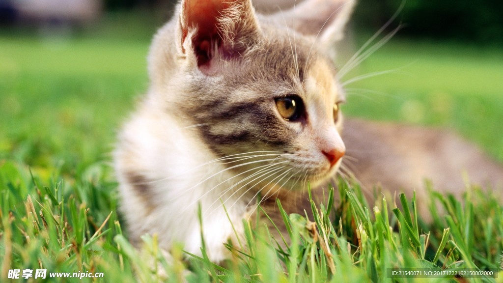 猫咪