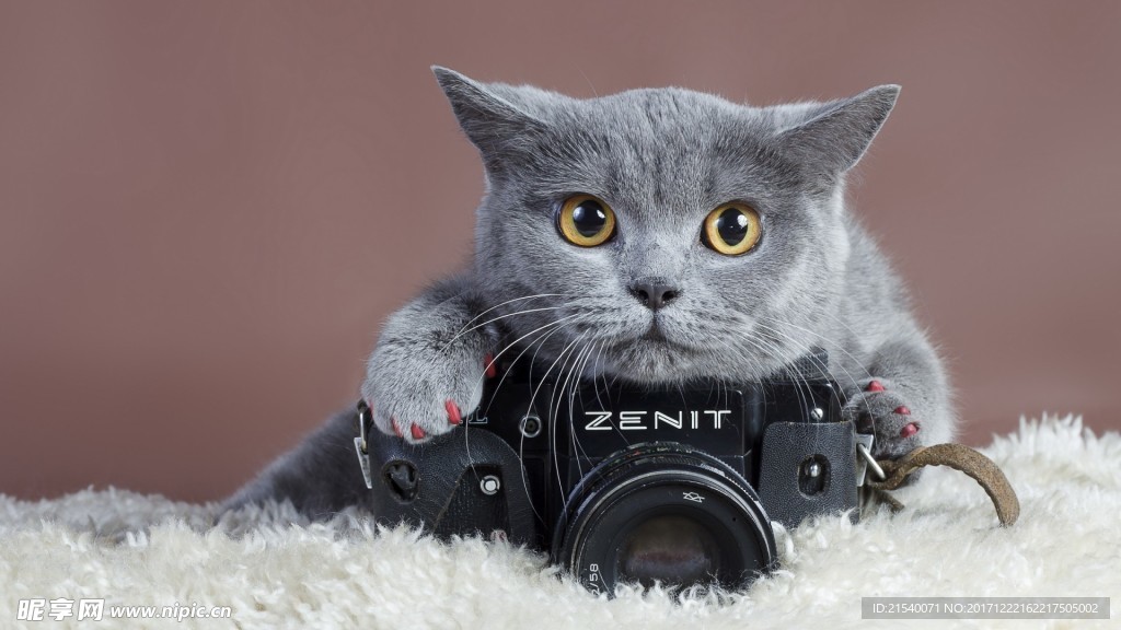 猫咪