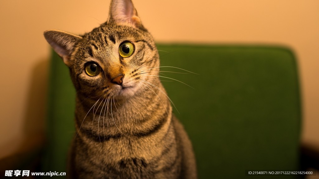 猫咪