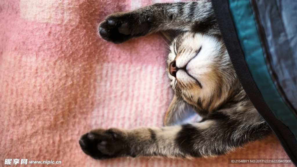 猫咪
