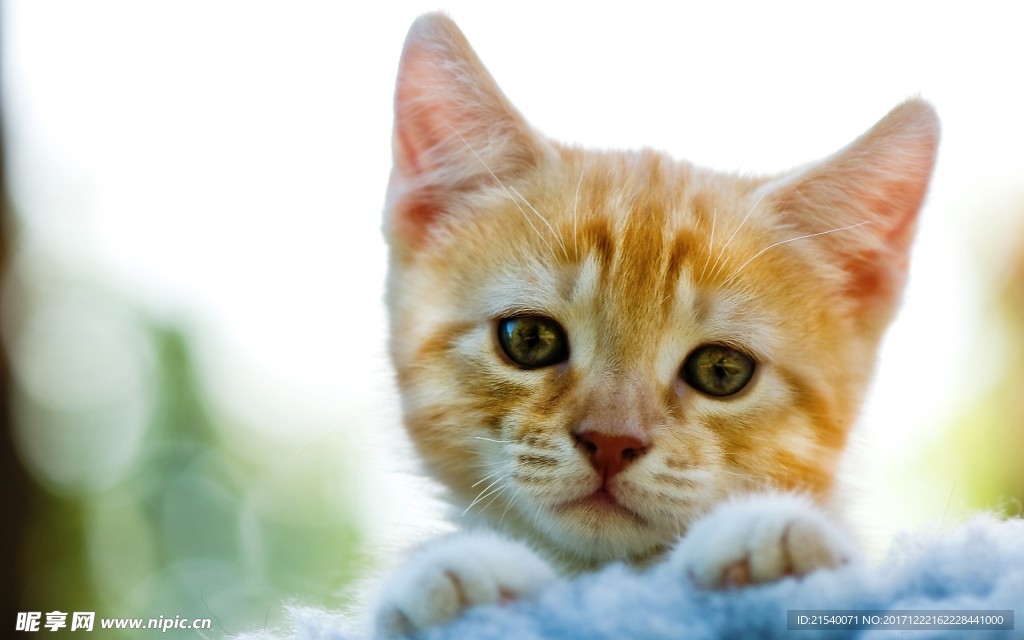猫咪