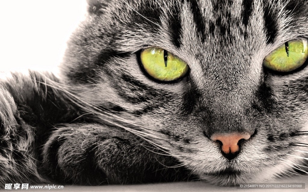 猫咪
