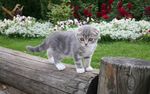 猫咪