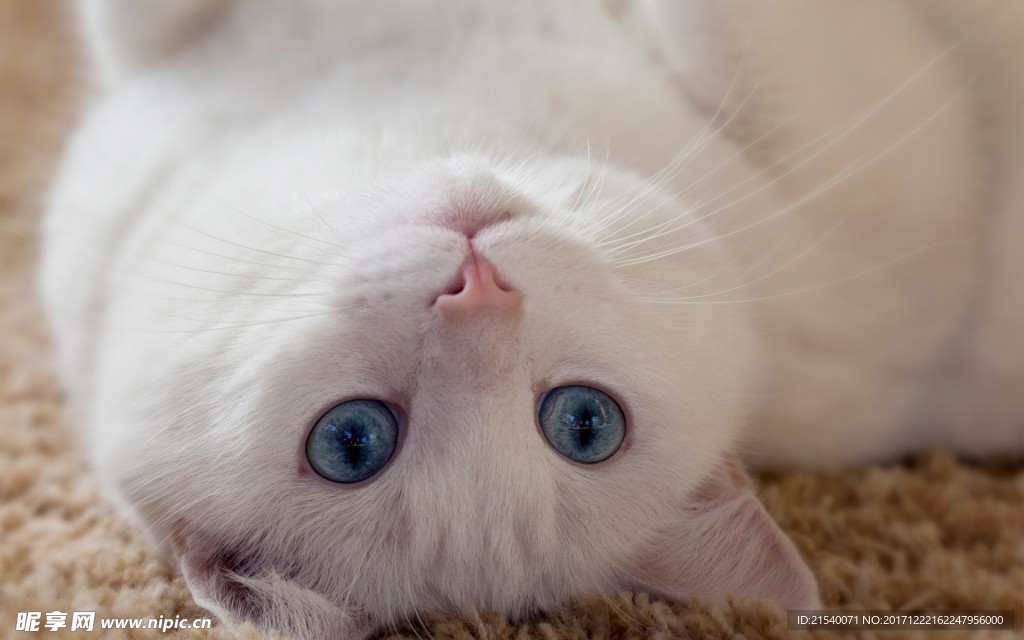 猫咪