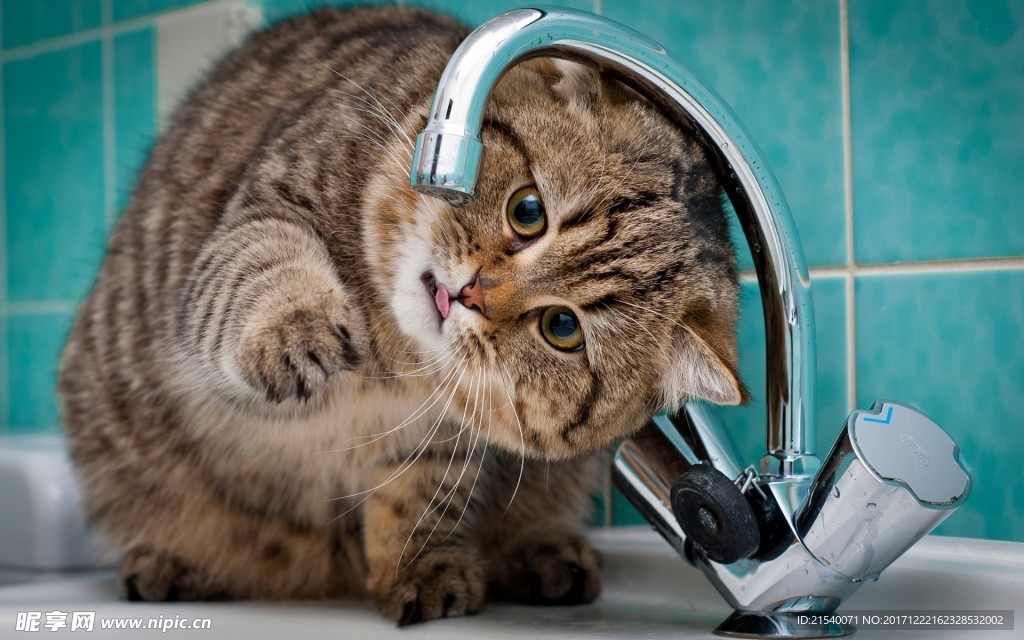 猫咪