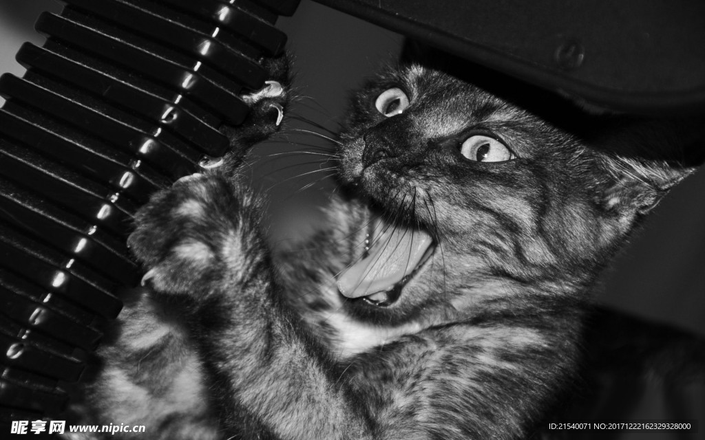 猫咪