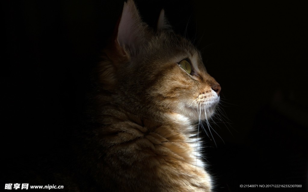 猫咪