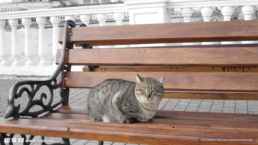 猫咪