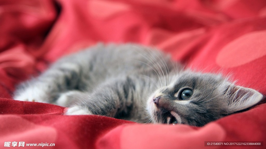 猫咪