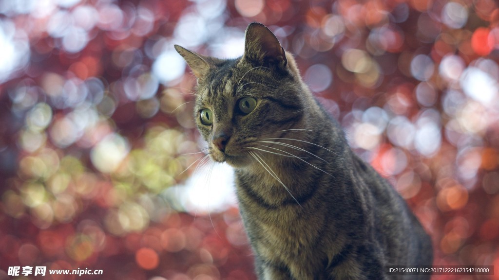 猫咪