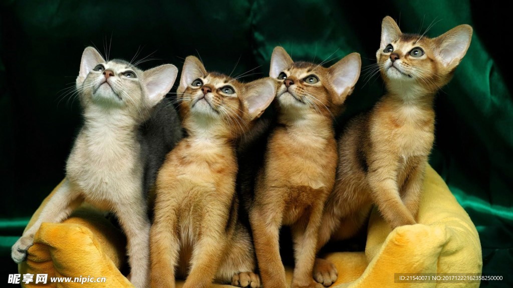 猫咪