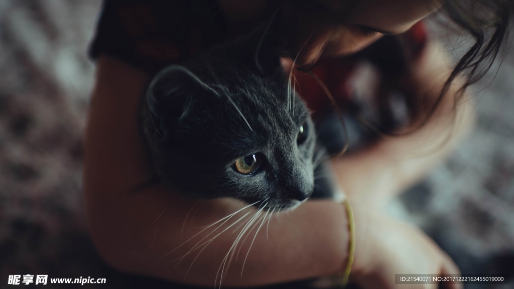 猫咪