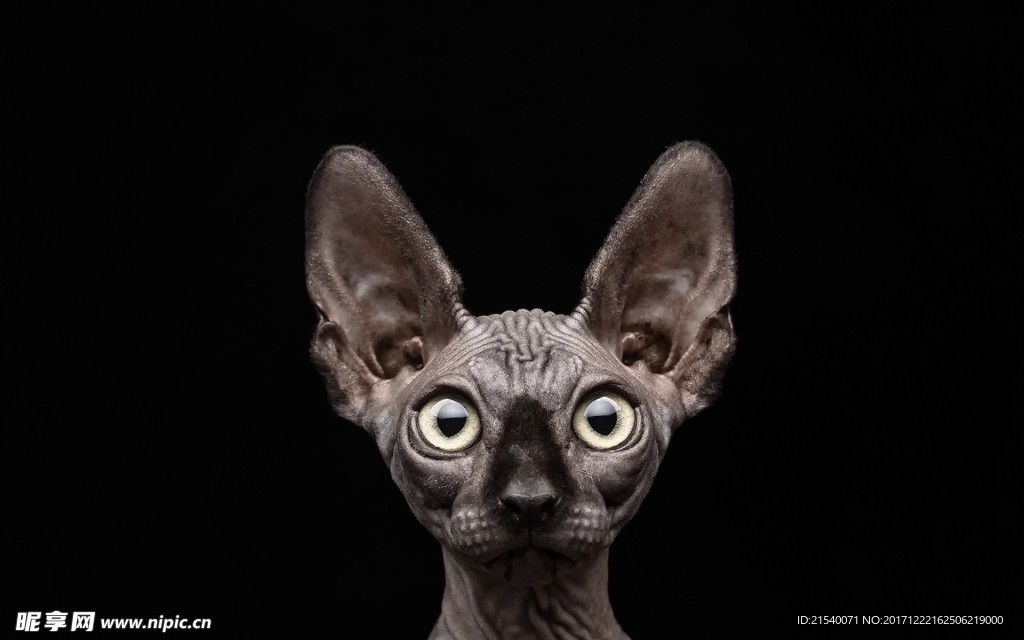 猫咪