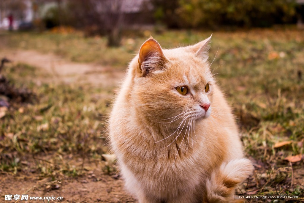 猫咪