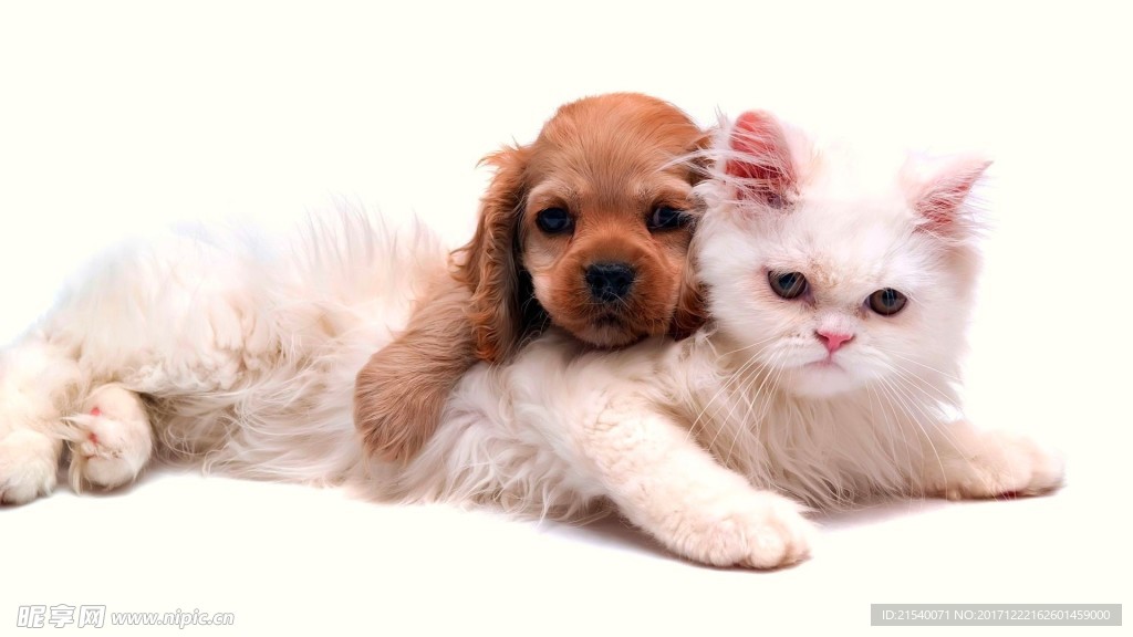 猫咪