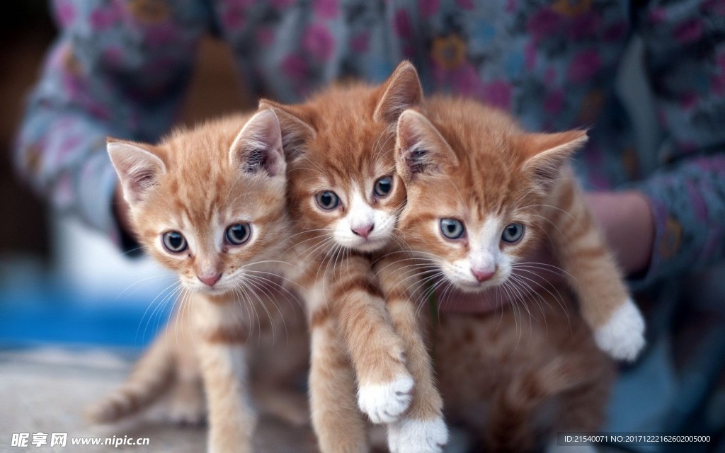 猫咪