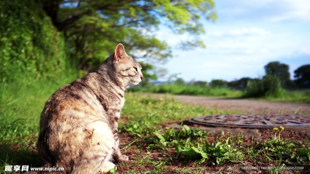 猫咪