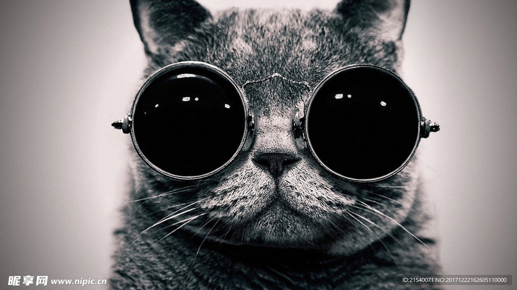 猫咪