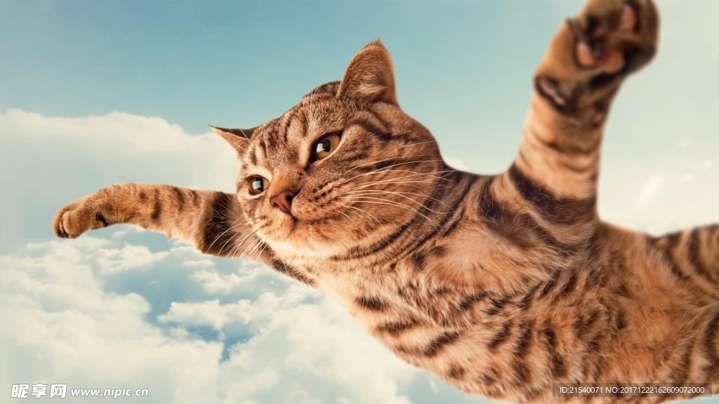 猫咪
