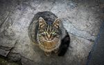 猫咪