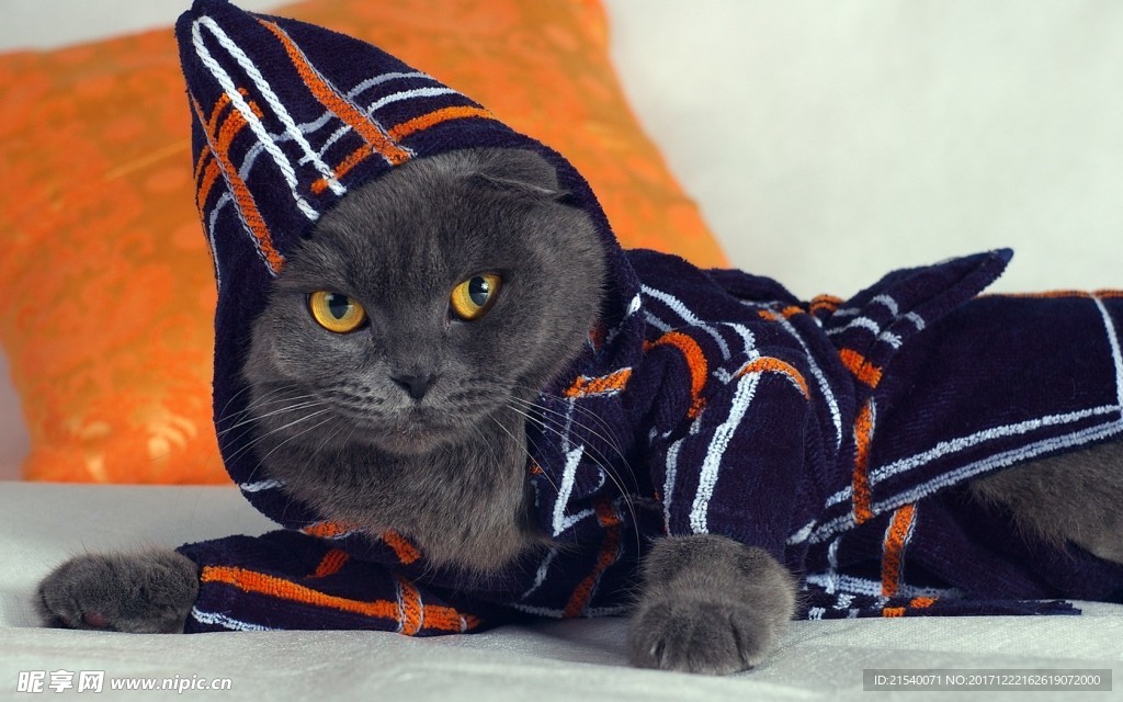 猫咪