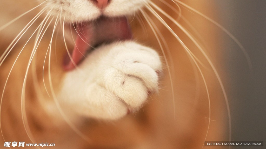 猫咪