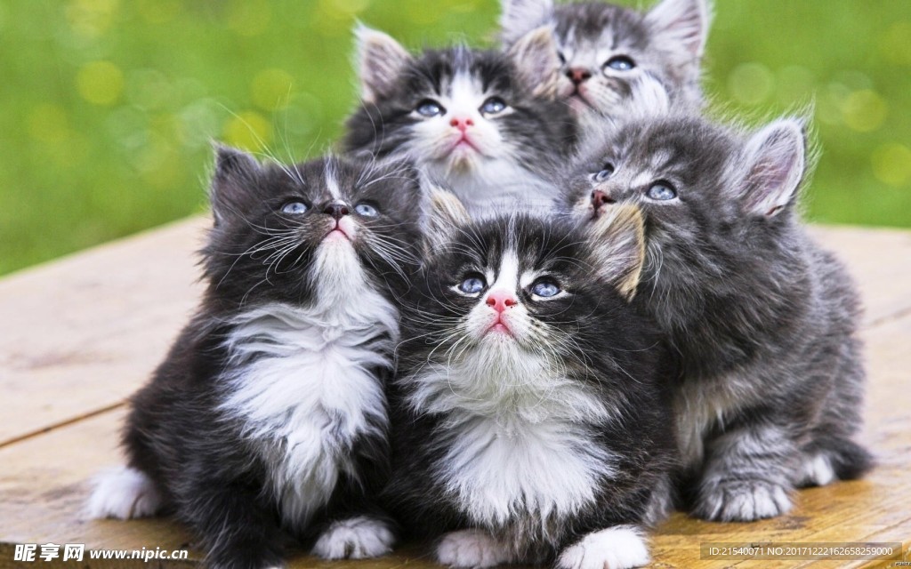 猫咪